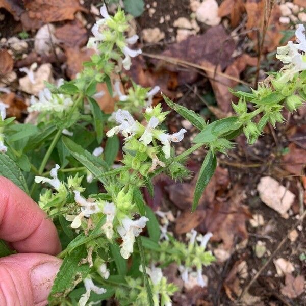 Stachys annua फूल