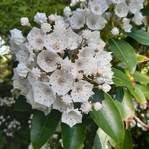 Kalmia latifolia Flower