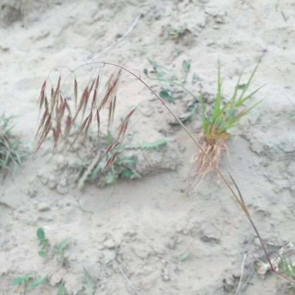 Bromus tectorum 花