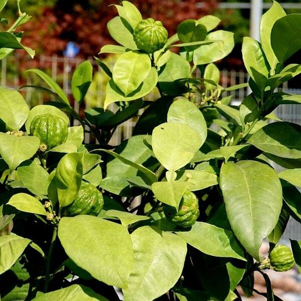 Citrus hystrix Habit