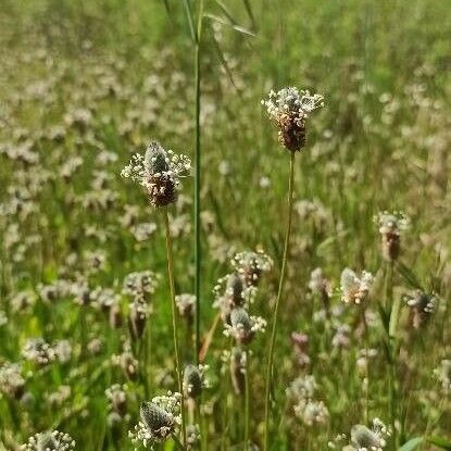 Plantago argentea Квітка