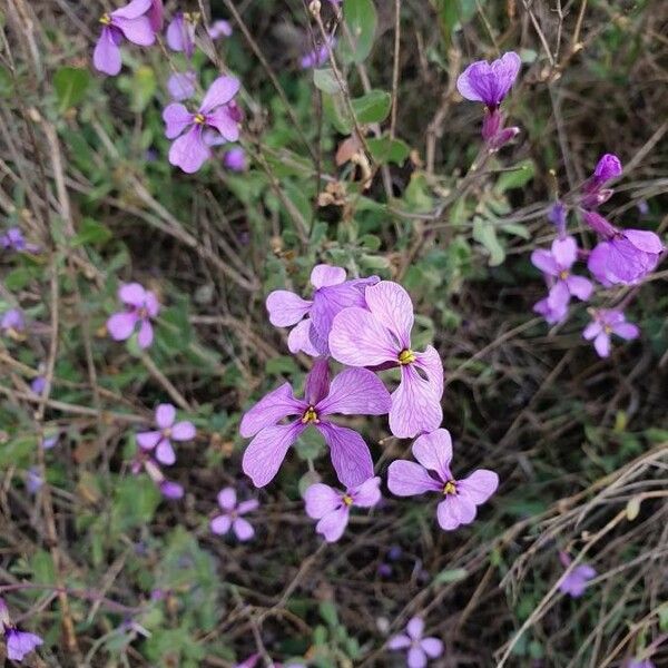 Lunaria annua Flor