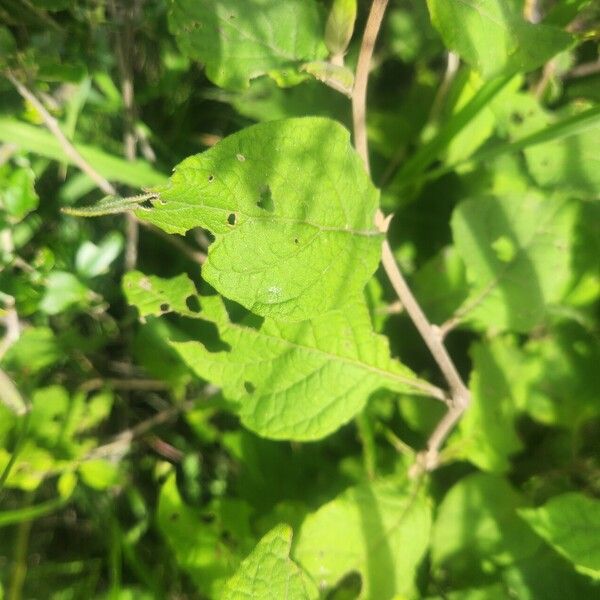 Vernonia brachycalyx Φύλλο