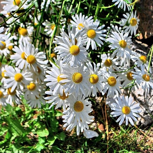 Leucanthemum vulgare Flower