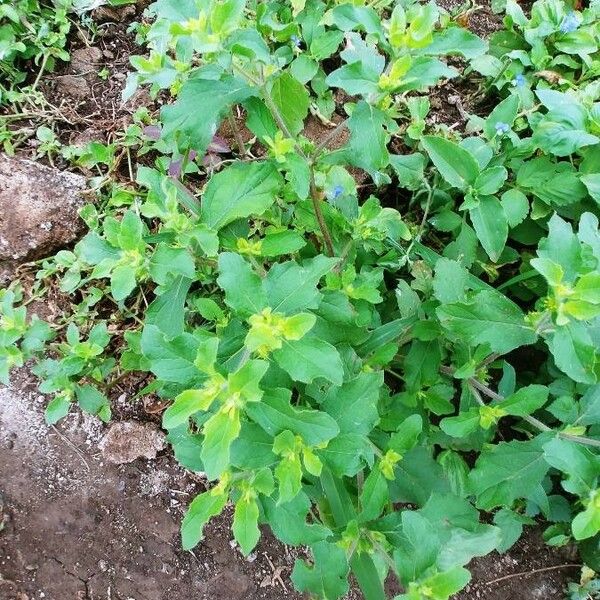 Acanthospermum hispidum Plante entière