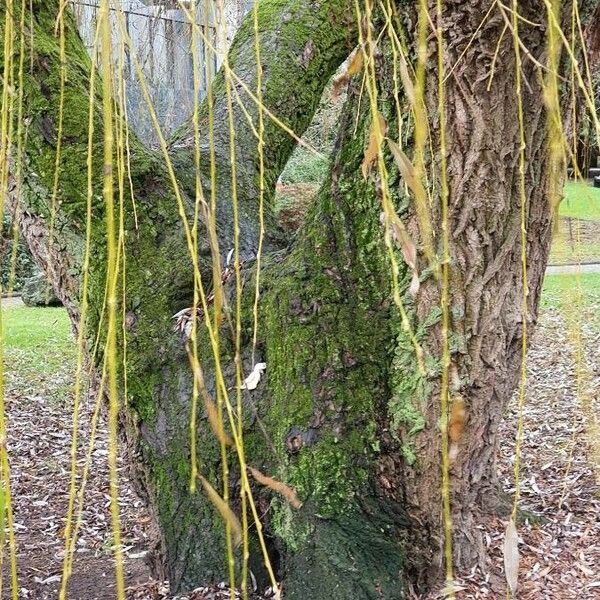 Salix babylonica Žievė