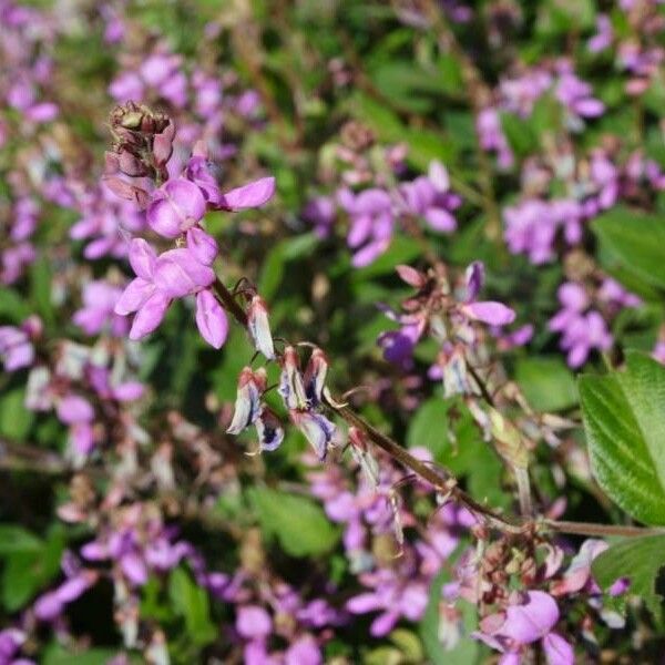 Desmodium incanum Blomst