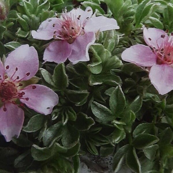 Potentilla nitida Flower