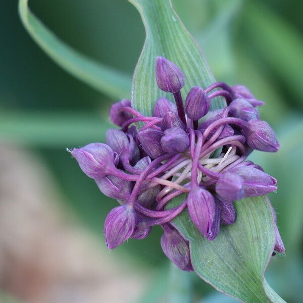 Tradescantia ohiensis Flor