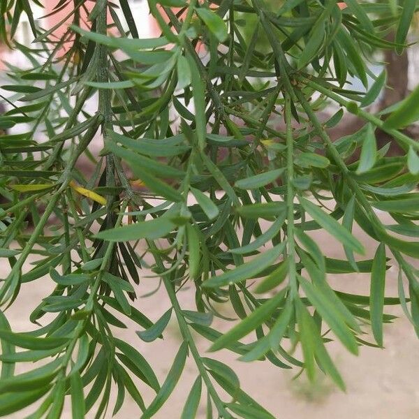 Podocarpus falcatus ᱥᱟᱠᱟᱢ