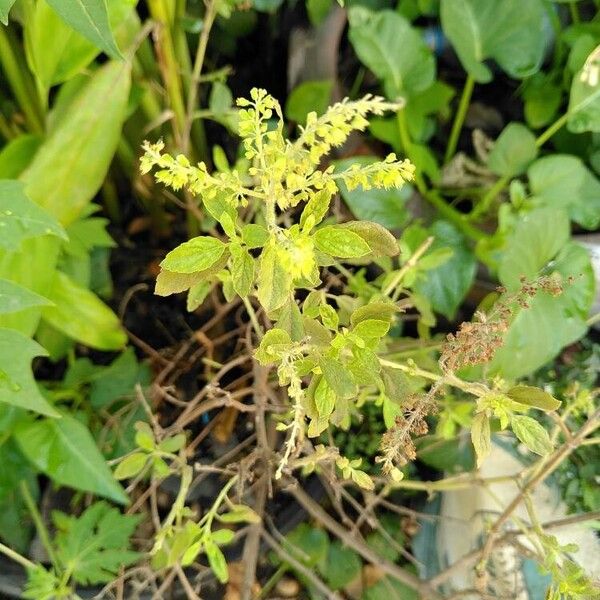 Ocimum tenuiflorum Ліст