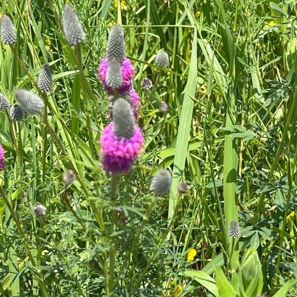 Dalea purpurea Flower