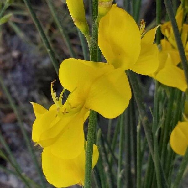 Spartium junceum Flower