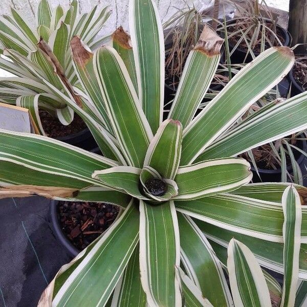 Aechmea marginalis Leaf