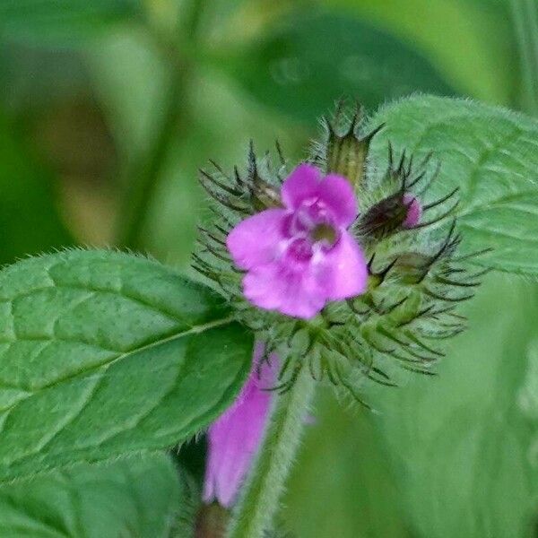 Clinopodium vulgare 葉