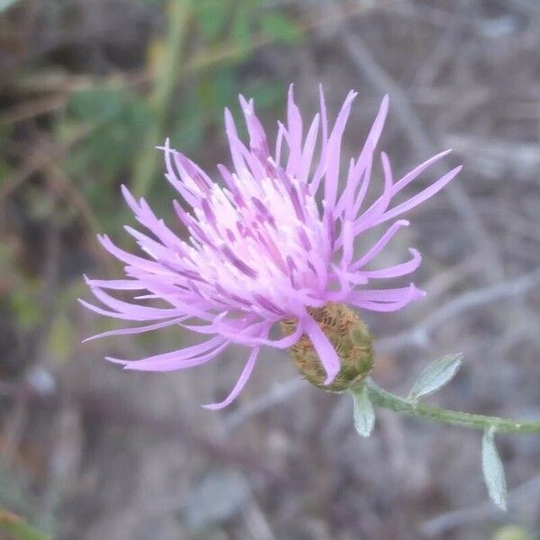 Centaurea paniculata Blomma