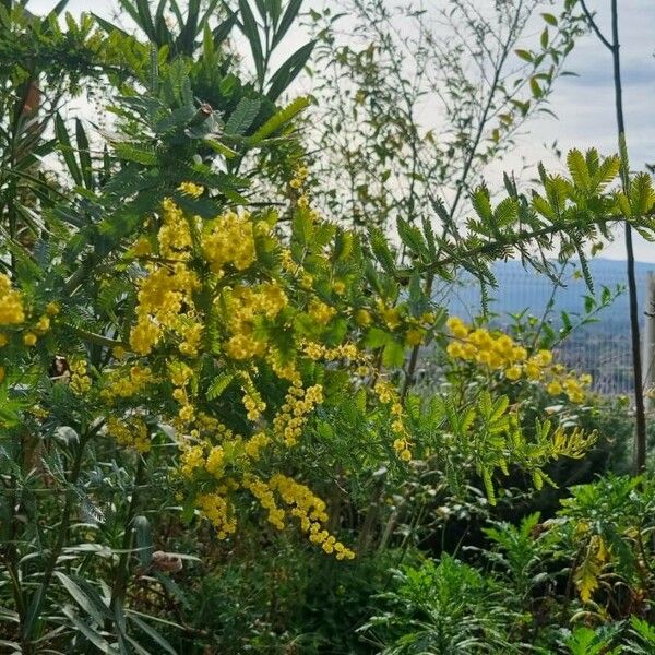 Acacia baileyana Květ