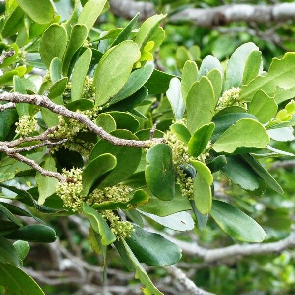 Celtis conferta 整株植物