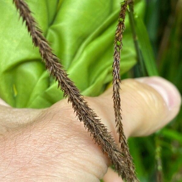 Carex pendula Fruitua