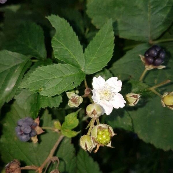 Rubus caesius Bloem