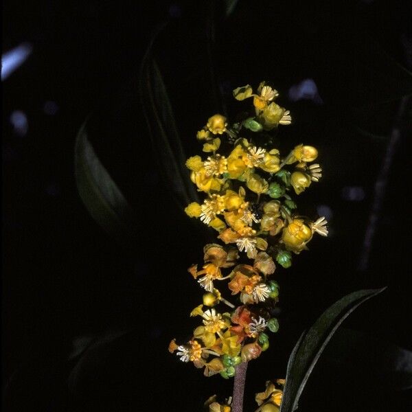 Byrsonima spicata Lorea