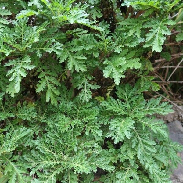 Argyranthemum broussonetii 葉