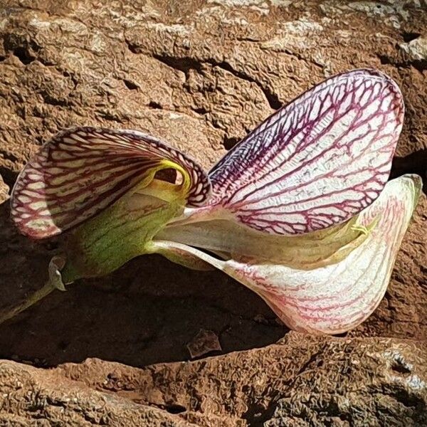 Ormocarpum kirkii Flower