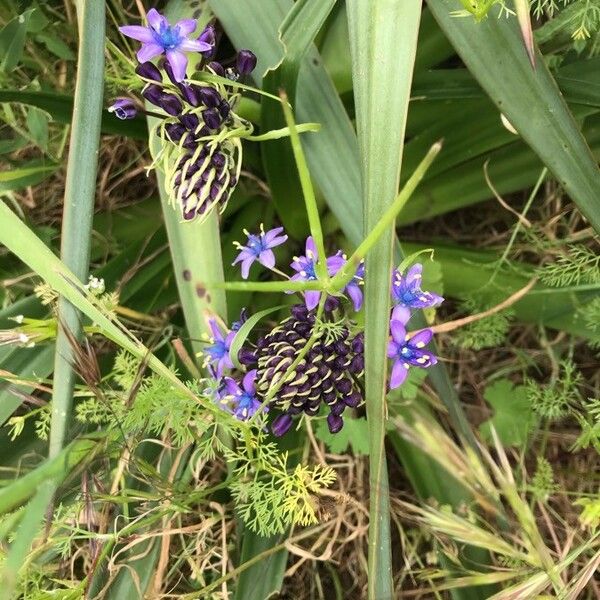 Scilla peruviana Flower