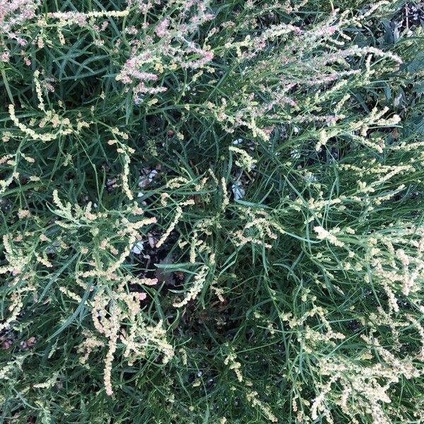 Atriplex littoralis Fiore