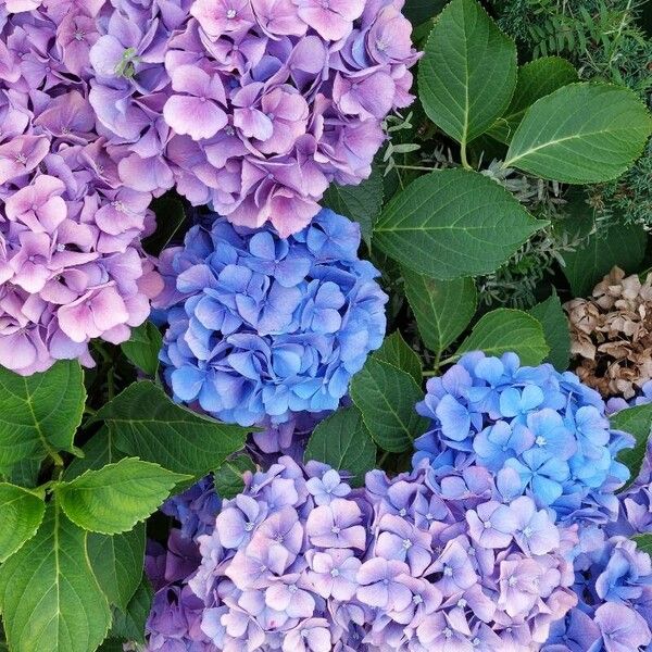 Hydrangea macrophylla Flower