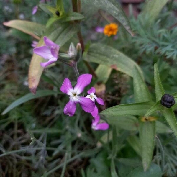 Matthiola longipetala Flower