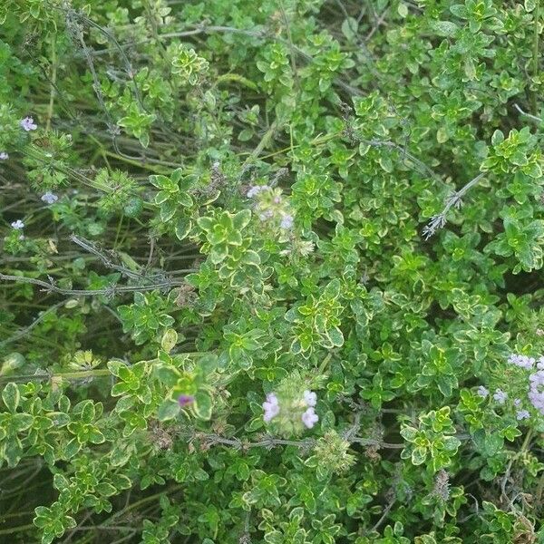 Thymus × citriodorus Foglia