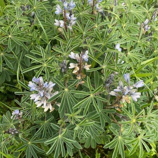 Lupinus albus Flower