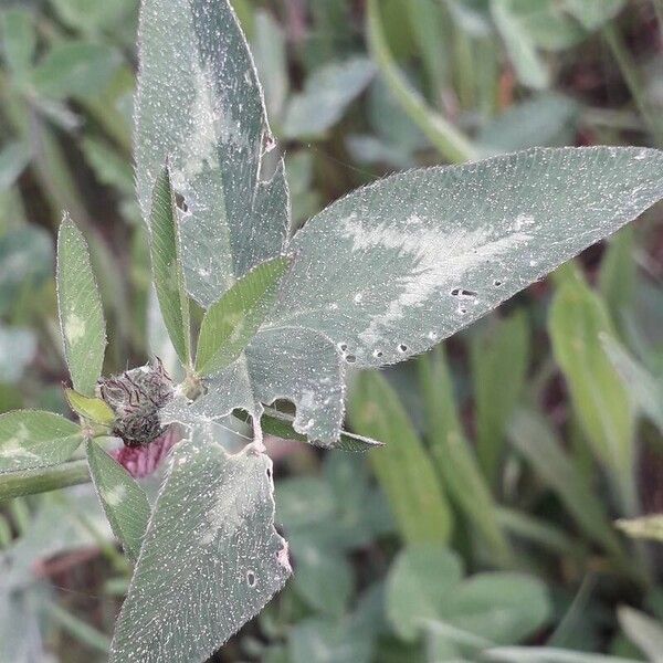 Trifolium pratense পাতা