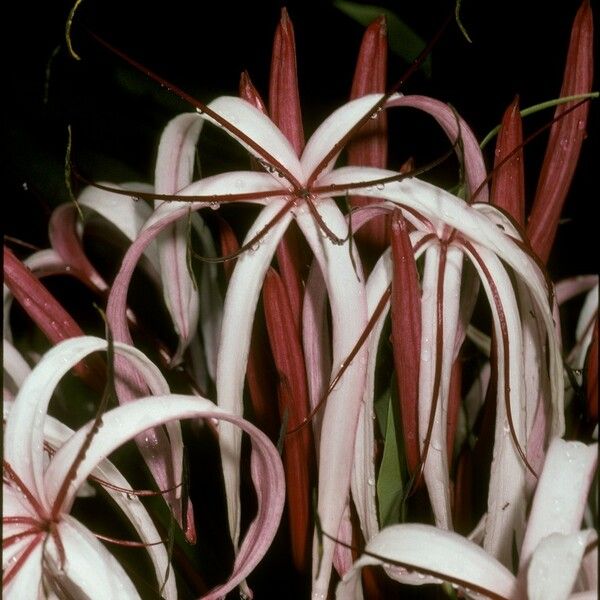 Crinum × amabile Цветок