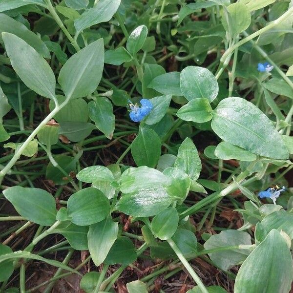 Commelina benghalensis 其他