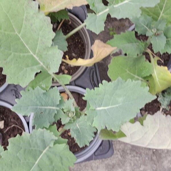 Brassica rapa Leaf