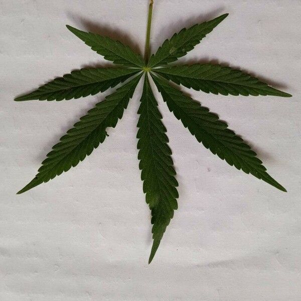 Cannabis sativa Leaf