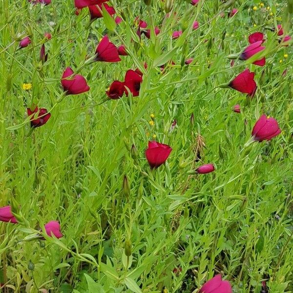 Linum grandiflorum 花