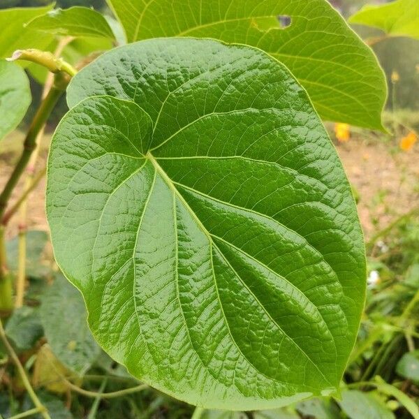 Piper auritum Leaf