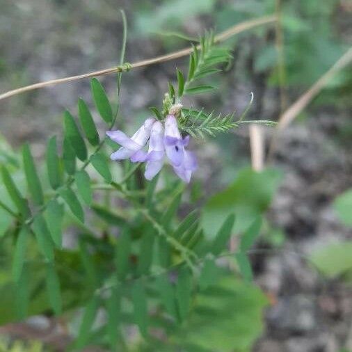 Vicia americana Blodyn