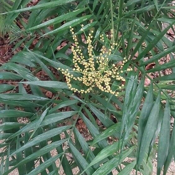 Chamaedorea elegans Floare