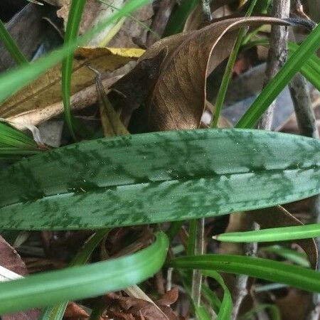 Oeceoclades monophylla Leaf