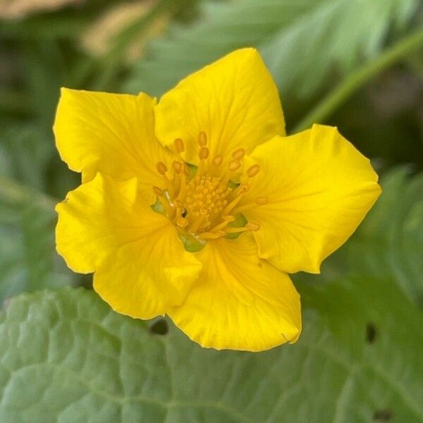 Argentina anserina Flors