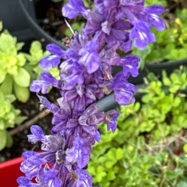 Salvia farinacea Flor