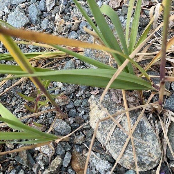 Calamagrostis epigejos Leaf