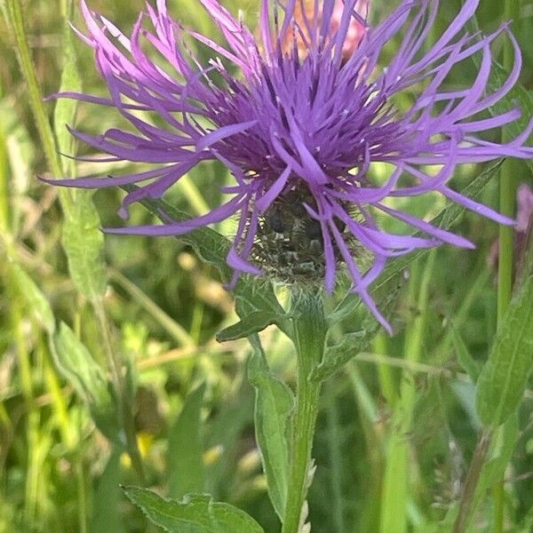 Centaurea nigra ফুল