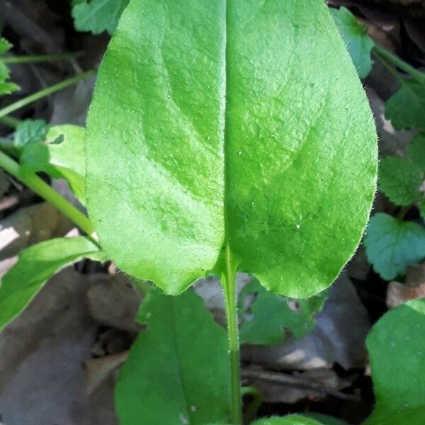 Pulmonaria obscura 葉