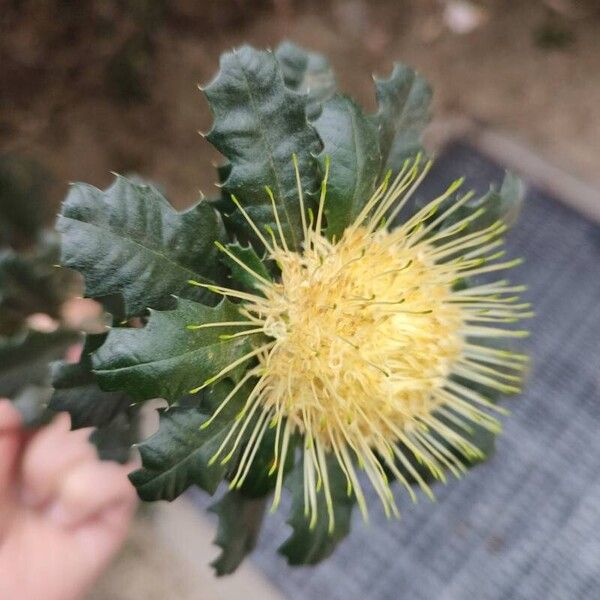 Banksia sessilis ফুল