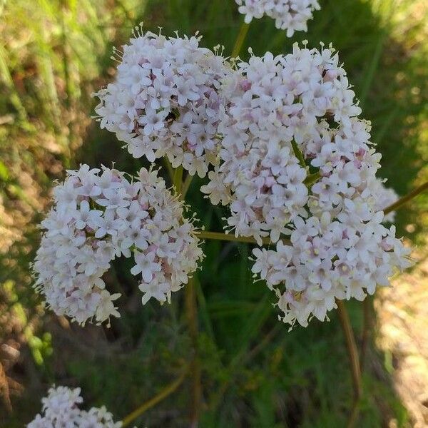 Valeriana tuberosa Кветка